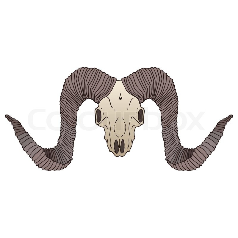 800x800 Ram Skull Isolated Vector Illustration. Stock Vector Colourbox