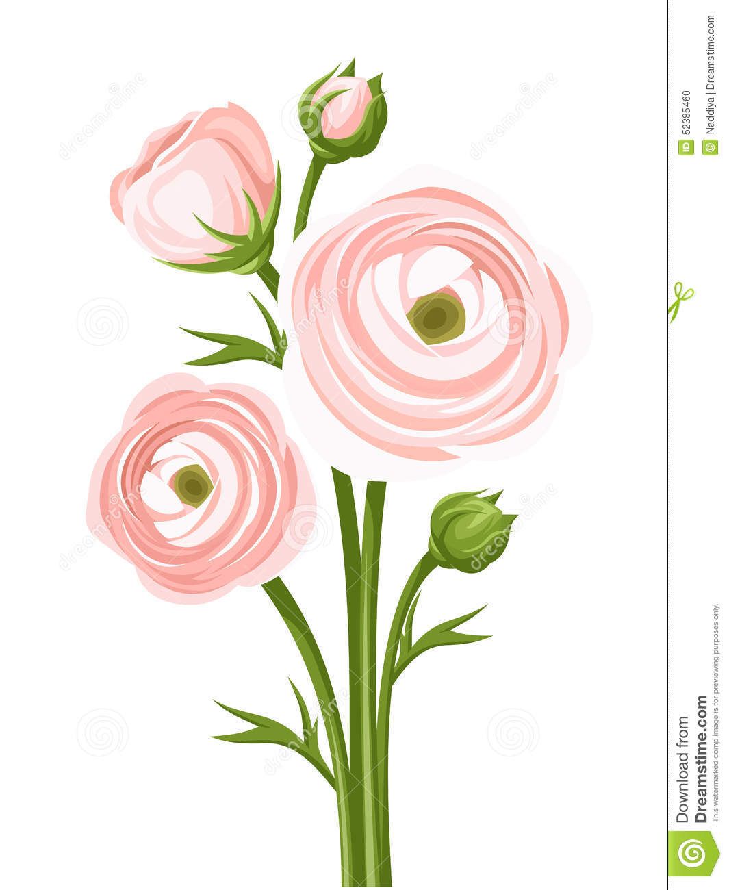 1065x1300 Ranunculus Vintage Illustrations Pink Ranunculus Flowers. Vector