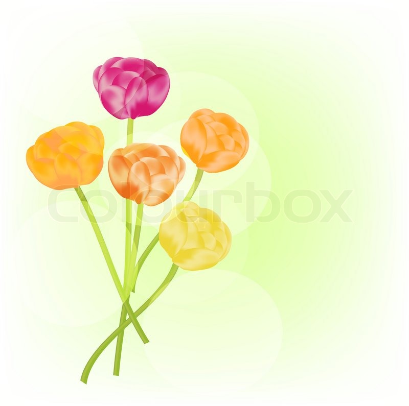 800x795 Ranunculus Vector Background Stock Vector Colourbox
