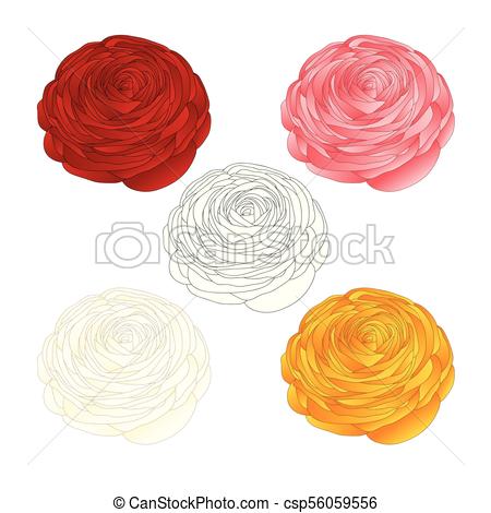 450x470 Red, Pink, White, Yellow Ranunculus Flower And Outline. Vector
