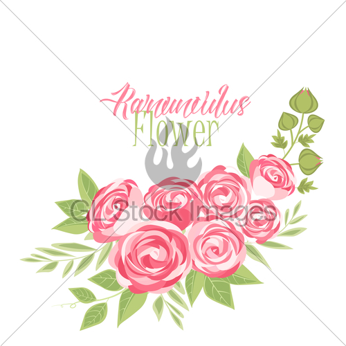 500x500 Vector Ranunculus Flower Gl Stock Images