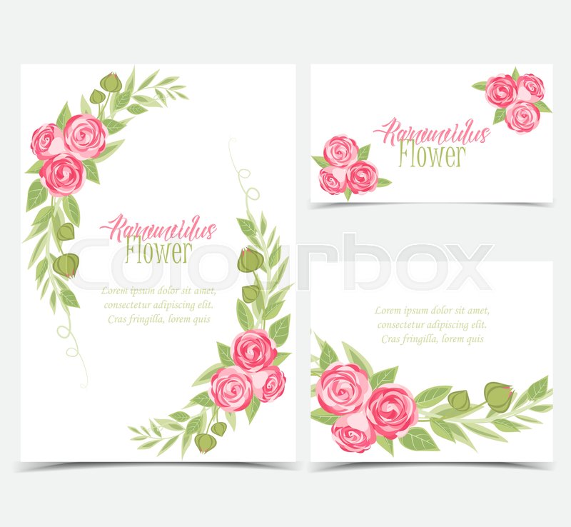 800x738 Vector Illustration Of Ranunculus Flower. Background With Pink