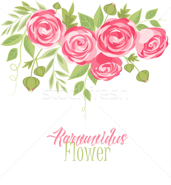 553x600 Vector Ranunculus Flower Vector Illustration Miroslava Hlavacova