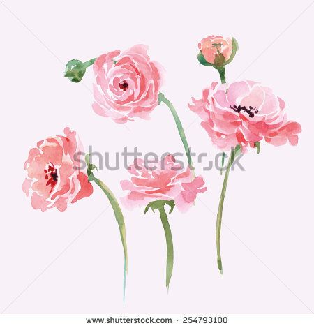 450x470 Watercolor Blooming Ranunculus Set. Hand Drawn Vector Illustration