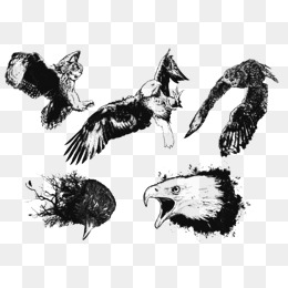 260x260 Raptor Vector Png, Vectors, Psd, And Clipart For Free Download