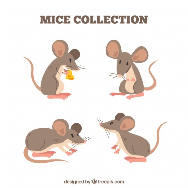 626x626 Rat Vectors, Photos And Psd Files Free Download