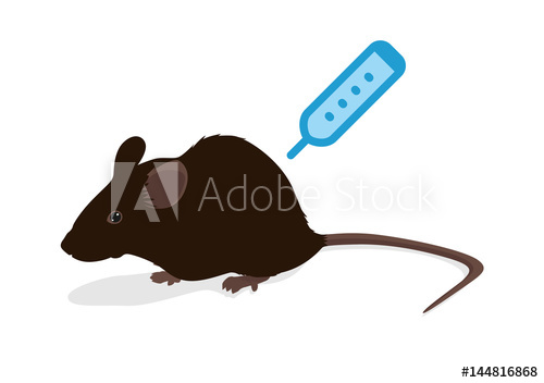 500x352 Rat Vector Illustration