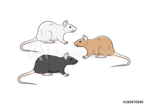500x363 Wild Rat Vector Illustration