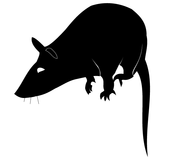 600x550 Free Rat Silhouette Vector Free Psd Files, Vectors Amp Graphics