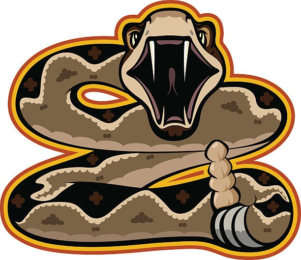 612x529 Diamondback Rattlesnake Vector Id537309940 K 6 M 537309940 S 612