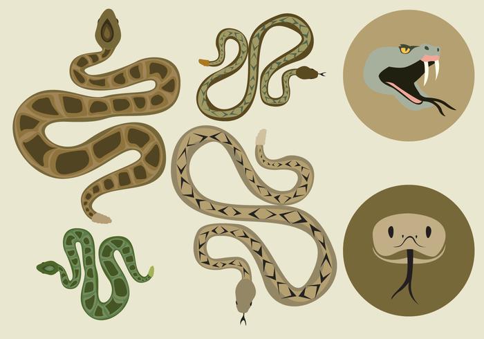 700x490 Free Rattlesnake Vector