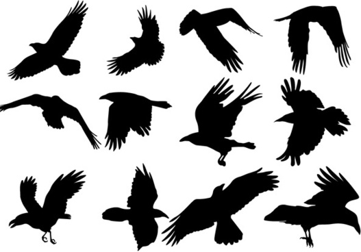 527x368 Raven Free Vector Download (18 Free Vector) For Commercial Use