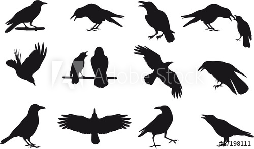 500x294 Raven Vector