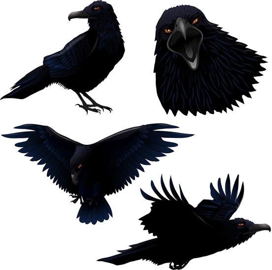 552x548 Raven Vector Free Vector In Adobe Illustrator Ai ( .ai ) Vector