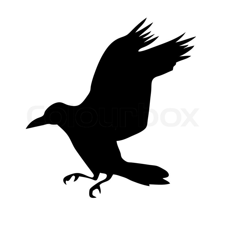 800x800 Vector Silhouette Of The Raven Isolated On White Background