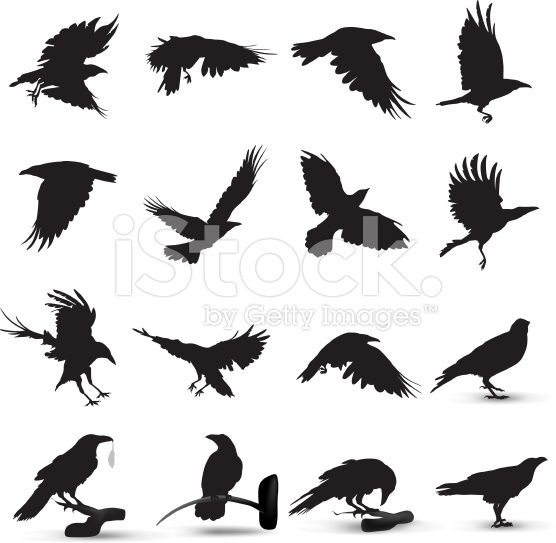 556x543 Raven Silhouette In 2018 Nevermore Vector Art