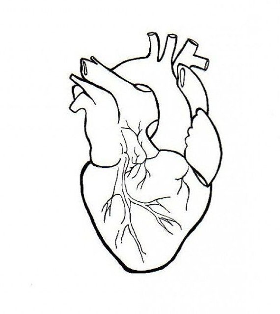 570x638 Drawn Hearts Realistic 3346989