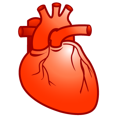 Real Heart Vector at GetDrawings | Free download