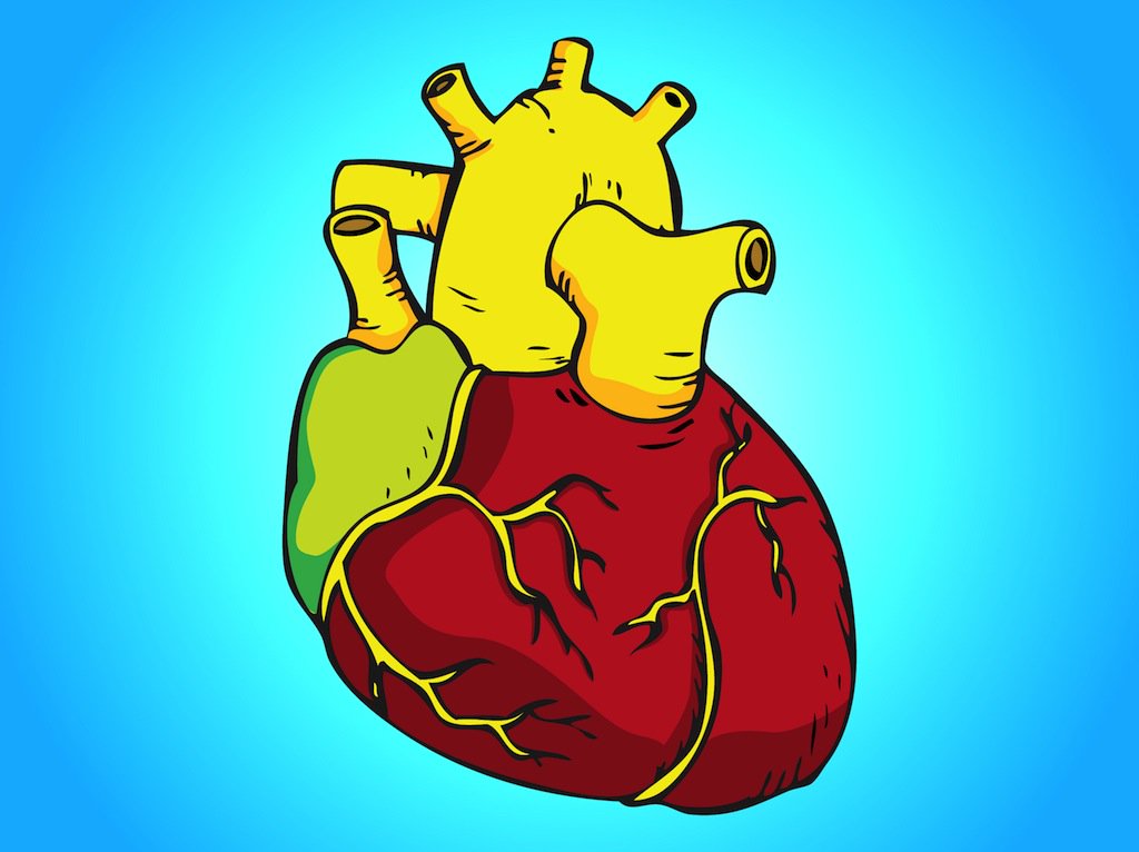 1024x766 Human Heart Vector Vector Art Amp Graphics