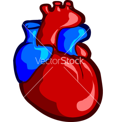 380x400 Human Heart Vector Clipart Panda