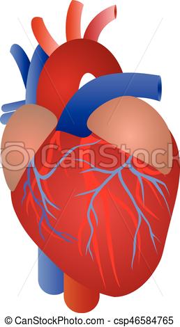 Real Heart Vector at GetDrawings | Free download