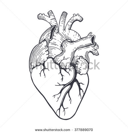 450x470 Collection Of Real Heart Line Drawing High Quality, Free