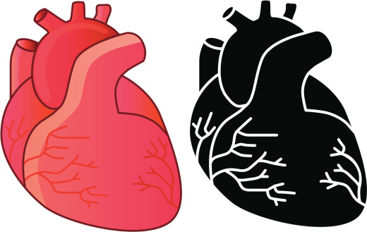 520x329 Real Heart Human Heart Clipart Clipground