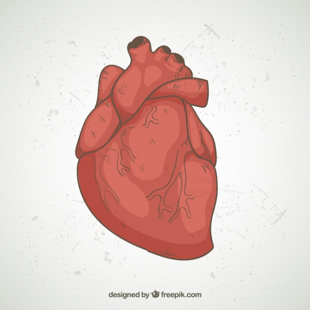 626x626 Realistic Illustration Of Heart Vector Free Download