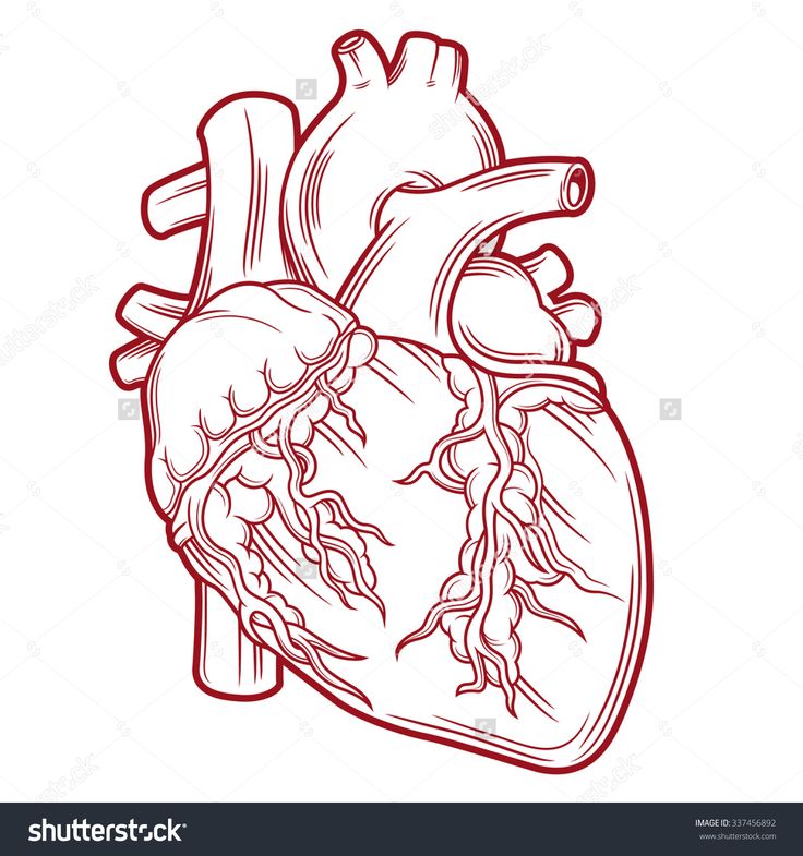 736x785 Anatomy Heart Vector 7 Best Anatomical Images