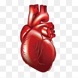 260x261 Human Heart Png Images Vectors And Psd Files Free Download On