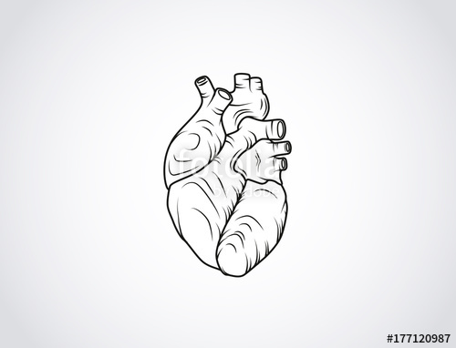500x382 Human Heart Sketch. Anatomical Heart Illustration Isolated