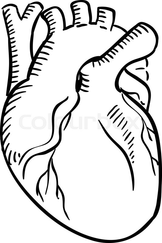 533x800 Organs Clipart Realistic Heart