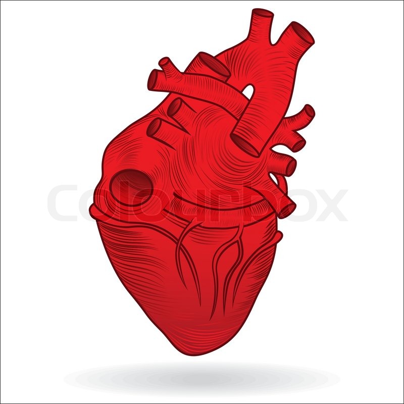 800x800 Vector Button Or Icon Of A Human Heart Stock Vector Colourbox