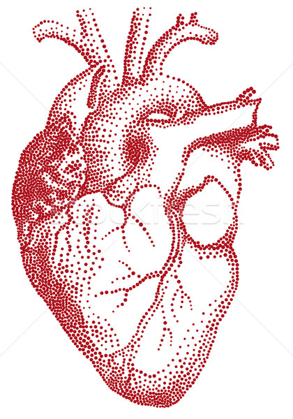 420x600 Human Heart, Vector Vector Illustration Beaubelle ( 360561