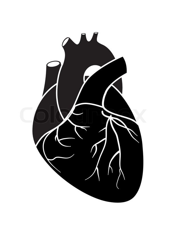 596x800 Anatomy Heart Vector Human 1888 Stock Art 584492886 Istock