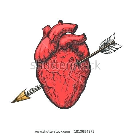 450x470 Diagram Of Plant Cell And Animal Realistic Heart Michaelhannan.co
