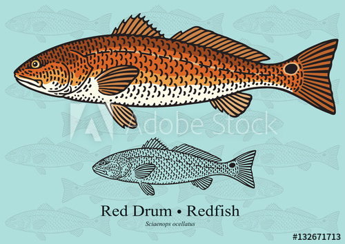 500x354 Red Drum, Redfish. Vector Illustration For Artwork In Small Sizes