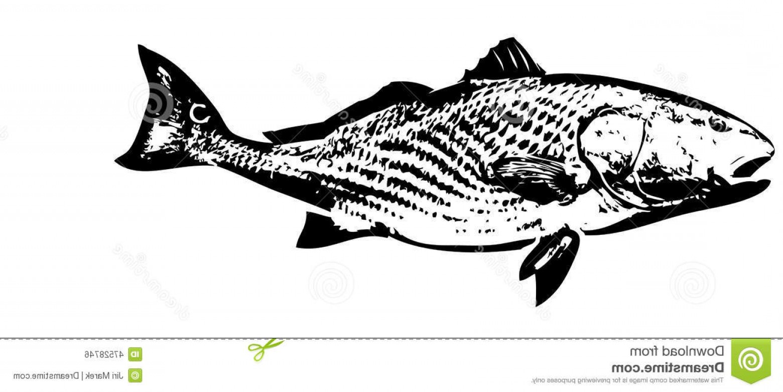 1560x781 Red Fish Vector Arenawp