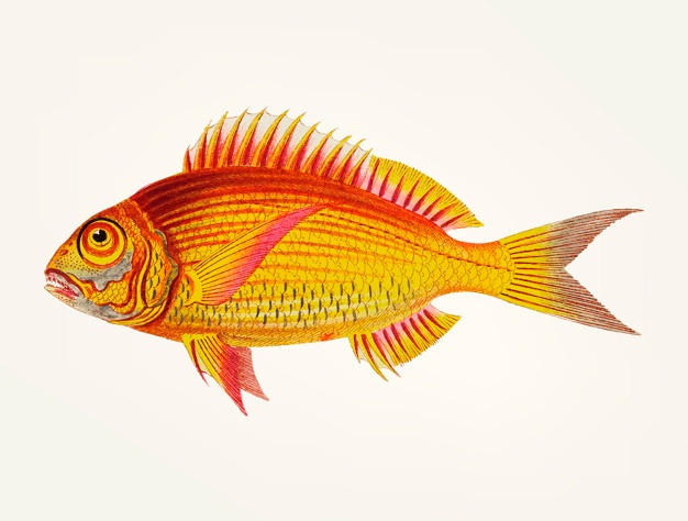626x474 Red Fish Vectors, Photos And Psd Files Free Download