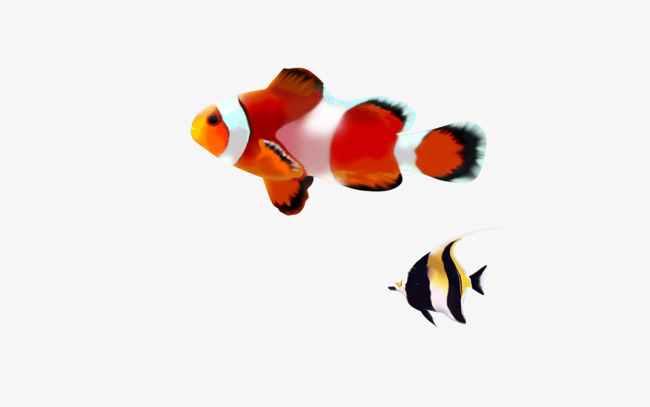 650x407 Beautiful Red Fish Vector, Fish Clipart, Seabed, Animal Png And