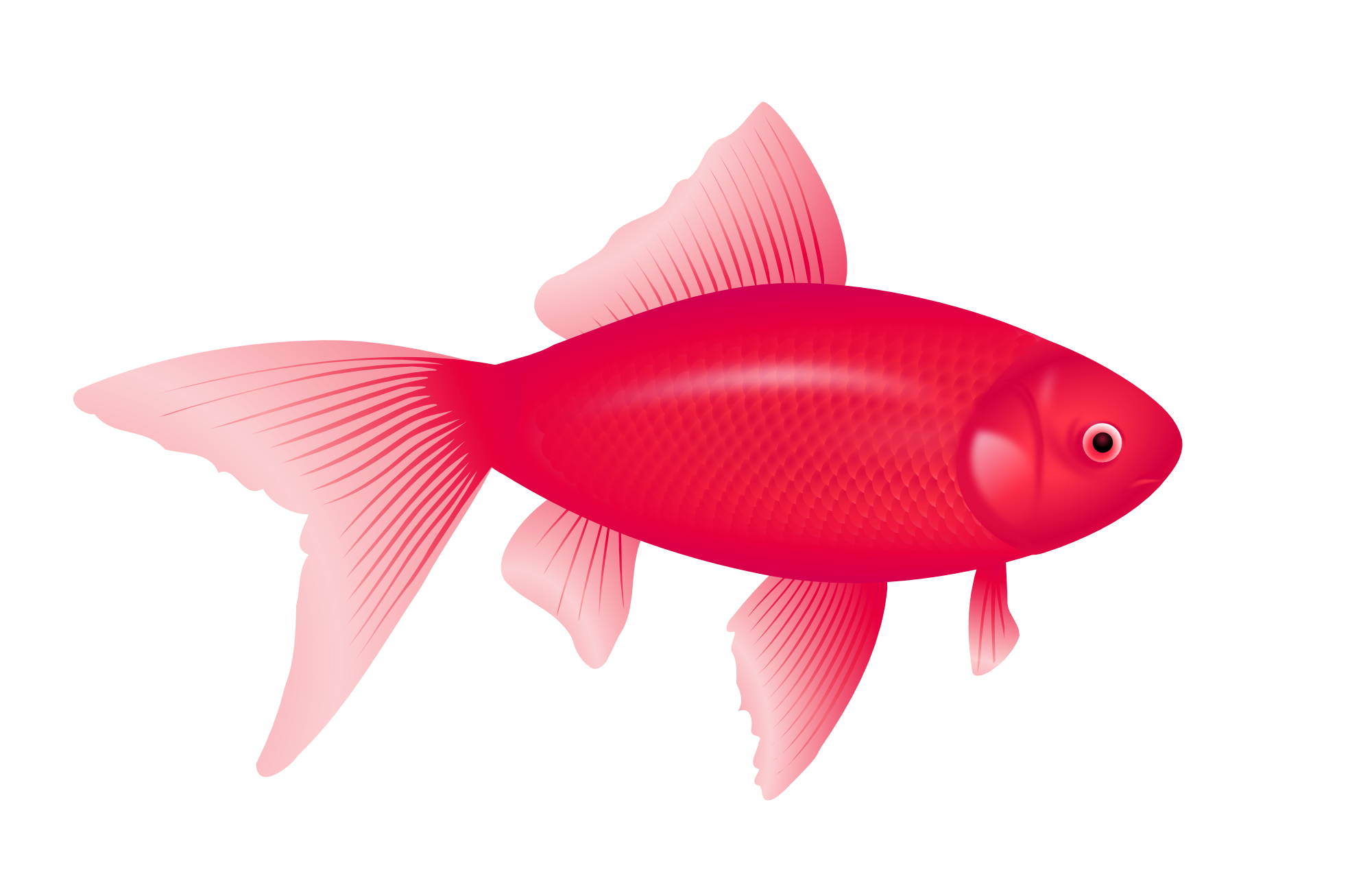 1969x1307 Red Fish Vector Transparent Stock