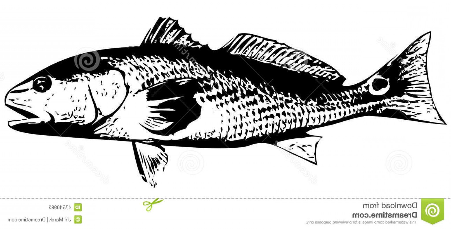 The best free Redfish vector images. Download from 28 free vectors of ...