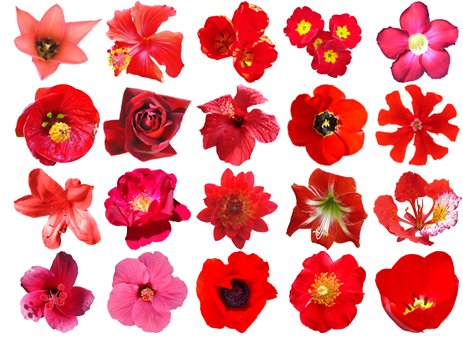 463x349 Free Red Flowers Free Hq Psd And Vector Pack Psd Files, Vectors