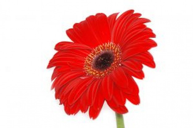 626x417 Lone Red Flower Vector Illustration Photo Free Download