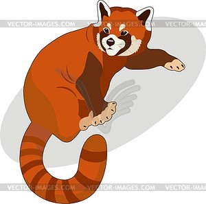 300x297 Red Panda