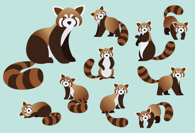 626x426 Cute Red Panda Vector Premium Download