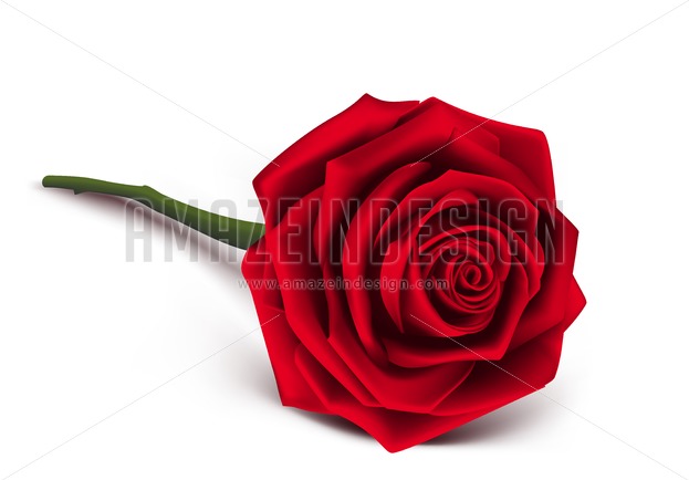 623x434 Red Rose Vector Illustration For Valentines