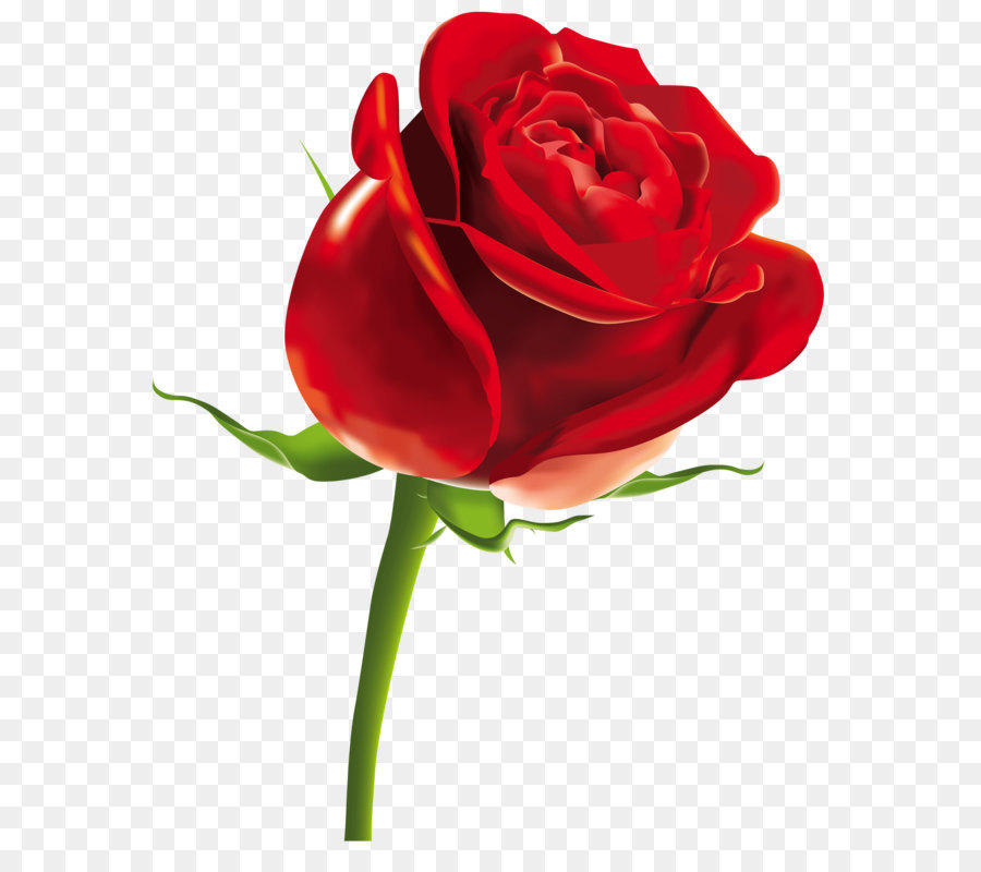 900x800 Rose Scalable Vector Graphics Computer File