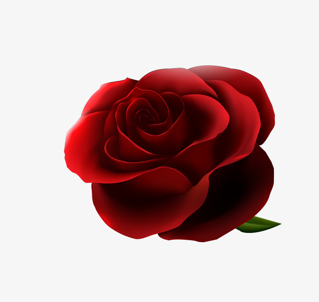 650x616 Vector Red Realistic Roses, Vector Roses, Red Roses, Realistic