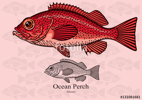 500x354 Ocean Perch, Red Fish. Vector Illustration For Artwork In Small